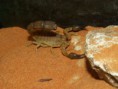 /album/fotogalerie-stir-tlustorepy/stir-tlus-jpg/